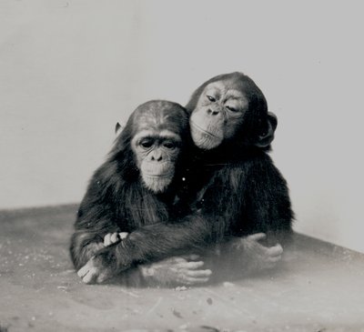 Johnnie und ein Freund, zwei Schimpansen des ZSL London Zoo, 1923 von Frederick William Bond